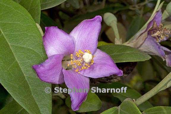 lagerstroemia fauriei 1 graphic